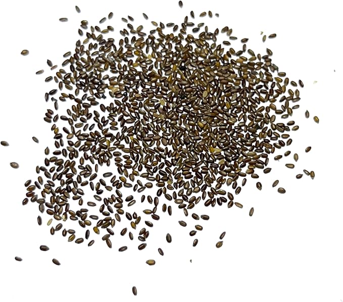 Seed Needs Lemon Mint Seeds for Planting Monarda citriodora Herbs - Grow a Non-GMO Heirloom & Untreated Medicinal Herb Garden Indoors or Outdoors - Popular in Herbal Tea (2 Packs)