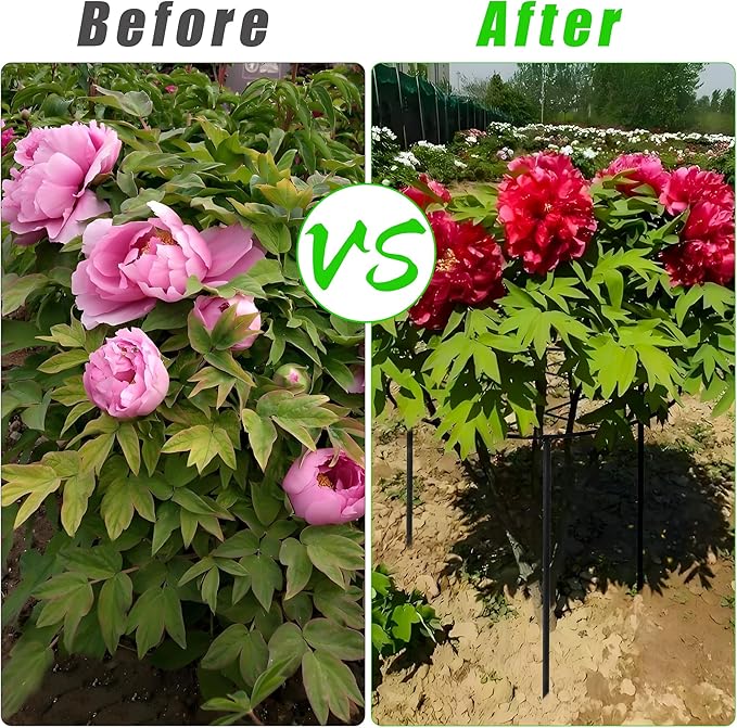 3 Pcs 31.5"H x 12.6"D Peony Cages and Supports, Large Grow Through Plant Support Cage for Outdoor Plants, 7mm Heavy Duty Metal Peony Support Grid Stake Garden Plant Rings Hoops for Large Peonies Roses