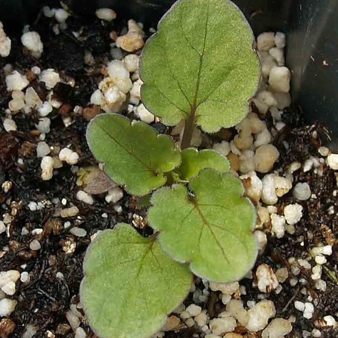 Seed Needs Viola Seeds for Planting King Henry Violas - Heirloom & Open Pollinated Annual Flower Seed to Plant an Outdoor Butterfly Wildflower Garden (5 Packs)