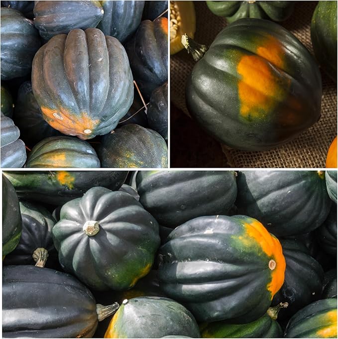 Seed Needs, Table King Acorn Winter Squash Seeds - 45 Heirloom Seeds for Planting Cucurbita Pepo - Non-GMO & Untreated Vegetable for an Outdoor Garden (1 Pack)