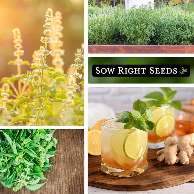 Sow Right Seeds - Lemon Basil Seed for Planting - Non-GMO Heirloom Packet with Instructions to Grow a Kitchen Herb Garden - Indoors or Outdoor - Great for Hydroponic Gardening, Lemony Flavor (1)