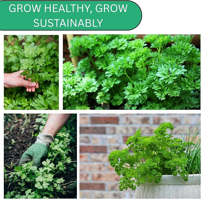 Italian Flat Leaf Parsley Seeds for Planting – Heirloom, Non-GMO Flat Leaf Parsley Seeds for Indoor & Outdoor Herb Gardens, Culinary Herb Seeds | Woods Creek Seeds (3)