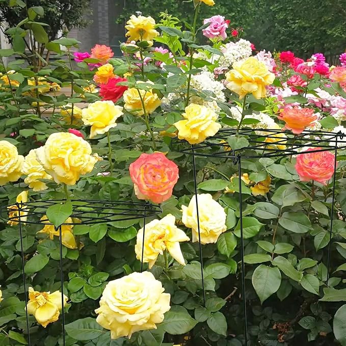 2 Pack Round Peony Cages and Supports Grow Through Grid Plant Brace,24 inch Heigh Plant Support Stake for Small Plant Flower Vegetable (2pcs 24“)