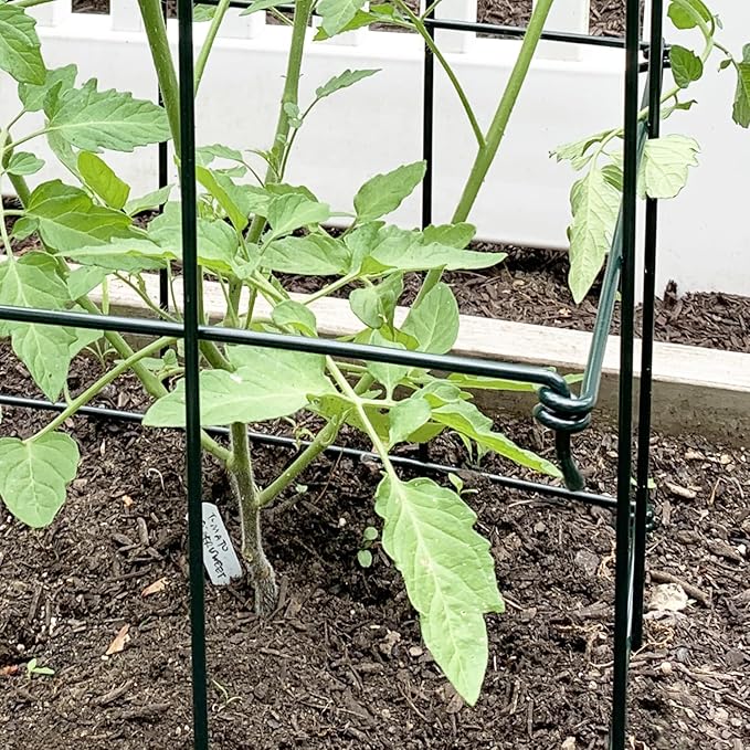 Ferry Morse Plant Cage - Folding Tomato Trellis Cage, Heavy Duty Support, 2 Pack - Steel, 16x16x39.5 in