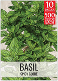 Seed Needs Spicy Globe Basil Seeds for Planting - Non-GMO Heirloom & Untreated Culinary Herb Seed to Plant an Indoor or Outdoor Home Grown Kitchen Garden (10 Packs)