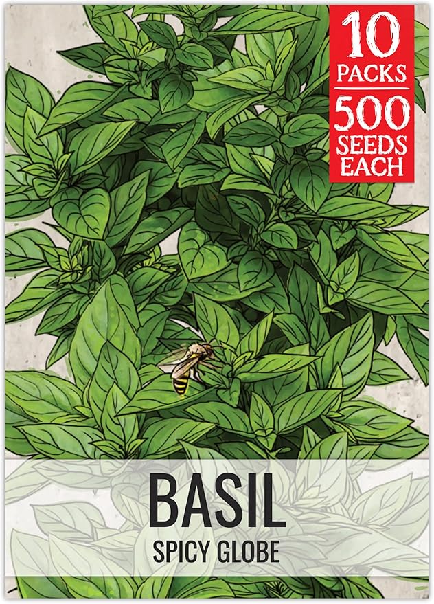 Seed Needs Spicy Globe Basil Seeds for Planting - Non-GMO Heirloom & Untreated Culinary Herb Seed to Plant an Indoor or Outdoor Home Grown Kitchen Garden (10 Packs)