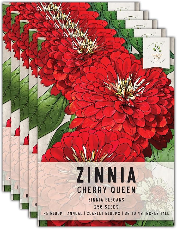 Seed Needs, Cherry Queen Zinnia Seeds - 250 Heirloom Seeds for Planting Zinnia elegans - Attracts Butterflies & Pollinators, Great Cut Flowers (5 Packs)