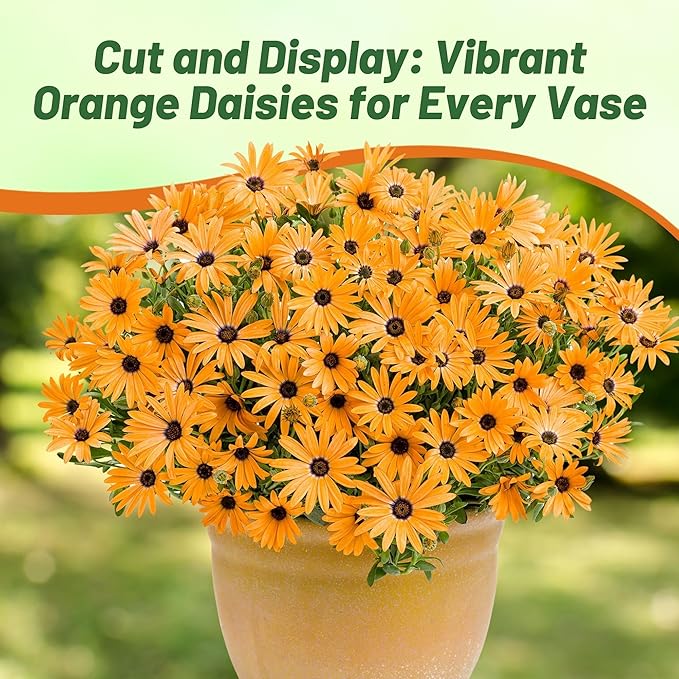 Outsidepride Orange African Daisy Seeds - 2000 Pcs. Annual Flower Seeds for Planting Outdoors with Long-Lasting Blooms, Drought-Tolerant, Easy to Grow for Sunny Gardens & Borders