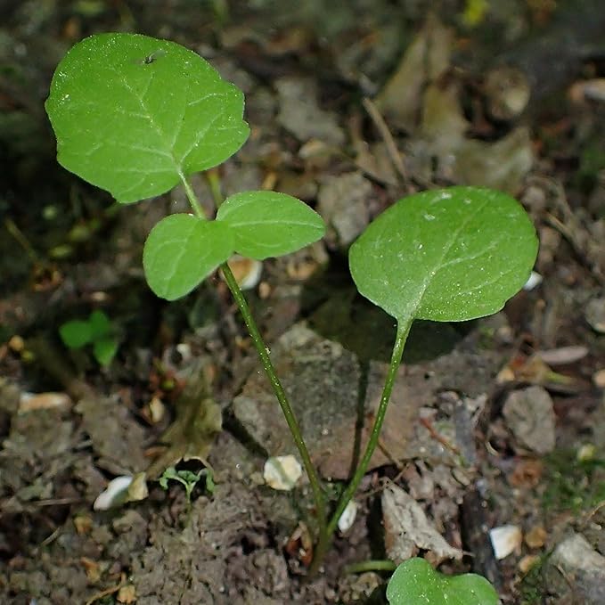 Seed Needs Valerian Seeds for Planting Stink Root Plants - Non-GMO Heirloom & Untreated Perennial Medicinal Herb Seed to Plant a Home Grown Outdoor Garden (1 Pack)
