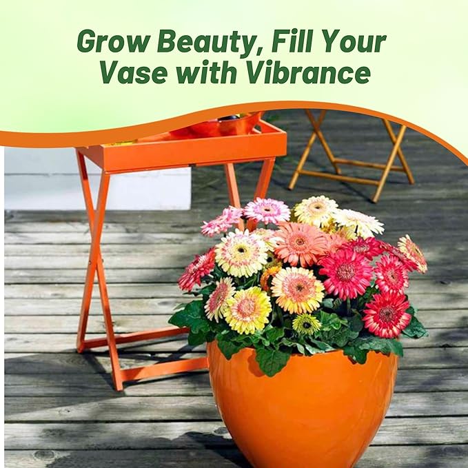 Outsidepride Strawberry Twist Mix Gerbera Seeds - 10 Pcs Perennial, Compact & Low Maintenance, Flower Seeds for Planting w/Semi-Double Blooms, Ideal for Garden Landscaping & Cut Flower Arrangements