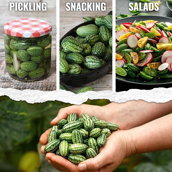 Seed Needs Cucamelon Seeds for Planting Mexican Sour Gherkin Miniature Mouse Melons - Non-GMO Heirloom & Untreated - Grow a Home Grown Indoor Outdoor Vegetable Garden (10 Packs)
