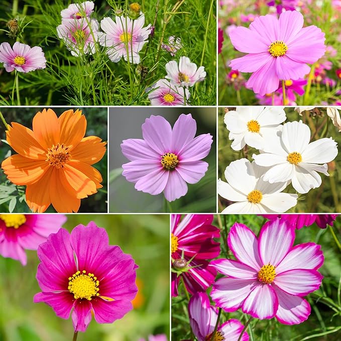 7 Varieties Cosmos Seeds Mix, 1 Ounce Over 5000+ Crazy Blend Cosmo Flowers Seed for Planting, Open Pollinated, Non-Gmo, Heirloom (Daydream, Gloria, Picotee, Purity, Radiance, Pinkie, Sulphur)