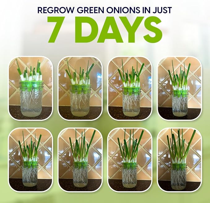 Premium Seed Sprouting Kit & Green Onion Regrower – 2 Wide-Mouth Mason Jars with Sprout Lids, Stainless Stand, Drain Tray, Blackout Sleeves & Cleaning Brush for Broccoli, Alfalfa & Mung Beans