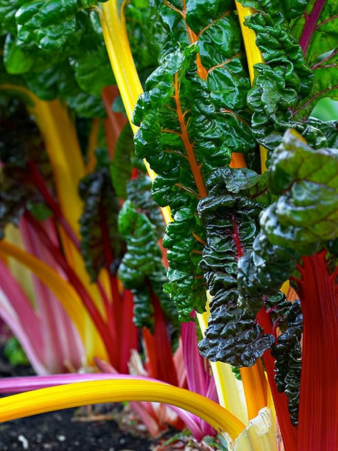 100+ Heirloom Rainbow Mix Swiss Chard Seeds - Non-GMO, Easy to Grow, Delicious and Nutritious
