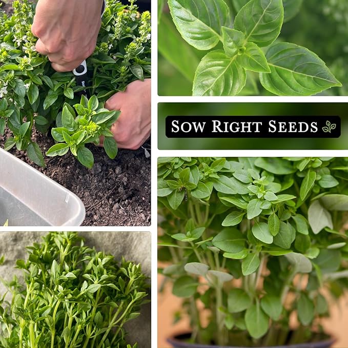 Sow Right Seeds - Greek Basil Seed for Planting - Non-GMO Heirloom Packet with Instructions for Easy Planting and Growing a Kitchen Herb Garden - Indoors & Outdoor - Small Leaved Dwarf Sweet Basil (4)