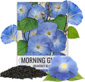 Seed Needs Heavenly Blue Morning Glory Seeds for Planting | 1,000+ Heirloom Seeds Ipomoea Tricolor Untreated Annual Flowering Seed | Vine Plant Produces Masses of 6" Wide Blue Blooms | Bulk
