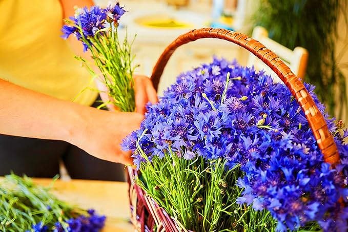 Mix Cornflower Seeds for Planting, 1000pcs Rare Perennial Cornflower Flower Seeds, Heirloom Non-GMO Open Pollinated Wildflowers for Home Garden Outdoors