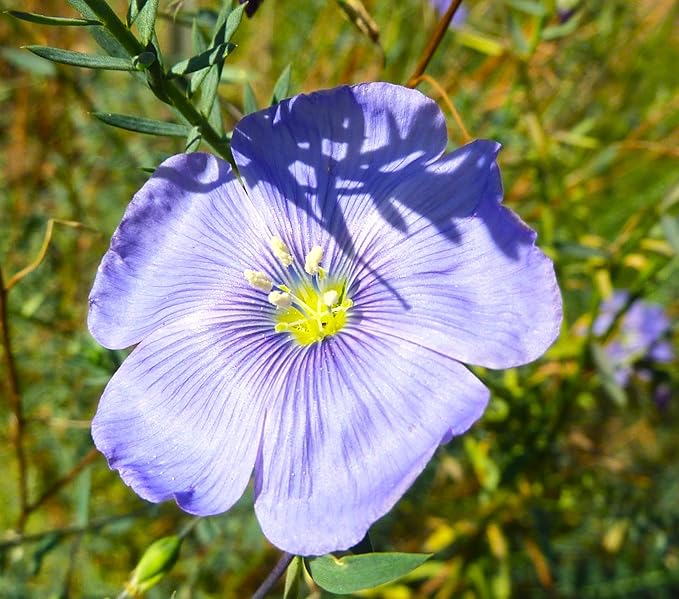 TomorrowSeeds - Blue Flax Wildflower Seeds - 15,000+ Count - For 2026 Planting Linum Perenne Lewis Lavender Sky Blue Prairie Wild Alpine Lint Perennial Garden Wildflower Flower Grow Your Own Home Farm