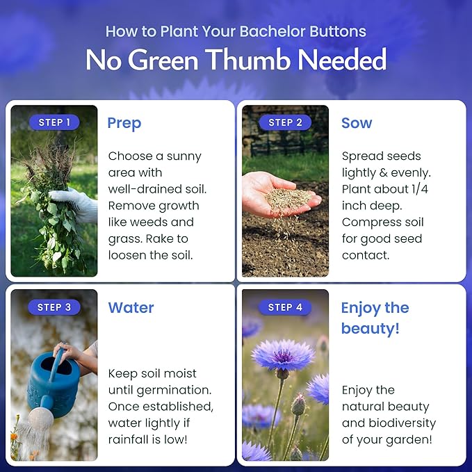 Created By Nature, Bachelor Button Seeds Tall Blue, Cornflower Seeds, Non-GMO and Pollinator-Friendly, 5,562 Annual Wildflower Seeds, Covers 325 sq. ft. (Centaurea cyanus)