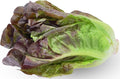 1000 Red Romaine Lettuce Seeds - Heirloom, Non-GMO, USA Grown, Premium Lettuce Seeds in Premium Packaging - by RDR Seeds