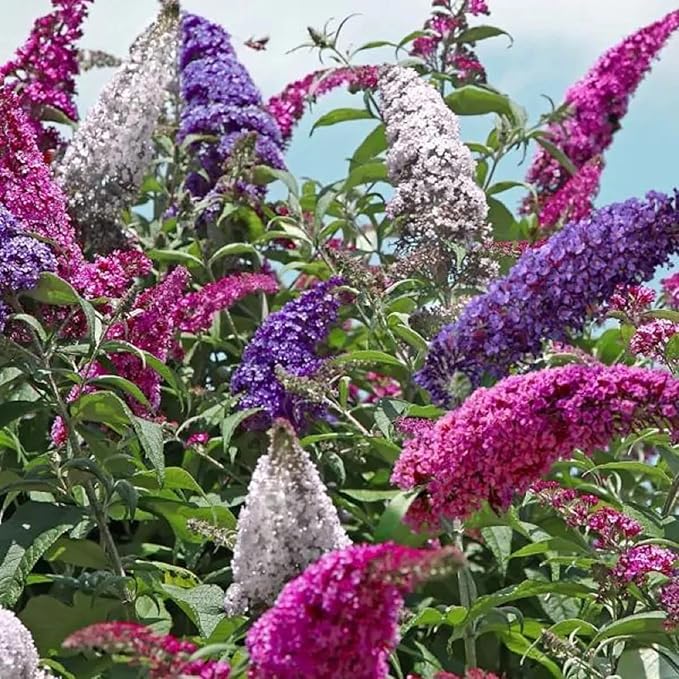 Butterfly Bush Seeds for Planting, 310 PCS – Perennial Buddleja Flower Pollinator-Friendly Shrub Seeds for Outdoor Garden