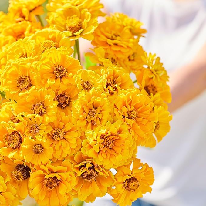 Eden Brothers Zinnia Seeds - Golden State, Non-GMO Seeds for Planting, 1/4 lb | Low-Maintenance Flower Seeds, Plant During Spring, Zones 3, 4, 5, 6, 7, 8, 9, 10