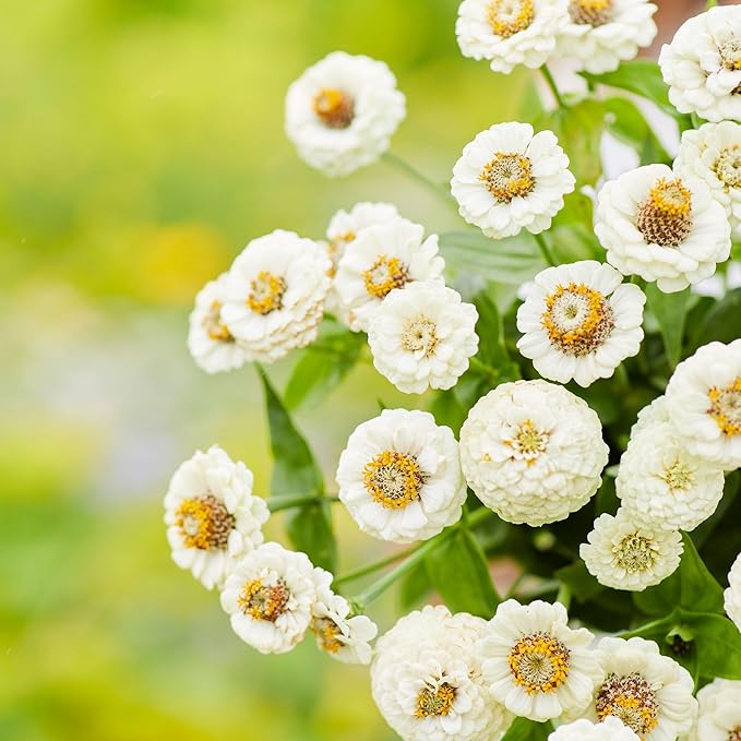 Eden Brothers Zinnia Seeds - Lilliput White, Non-GMO Seeds for Planting, Packet | Low-Maintenance Flower Seeds, Plant During Spring, Zones 3, 4, 5, 6, 7, 8, 9, 10