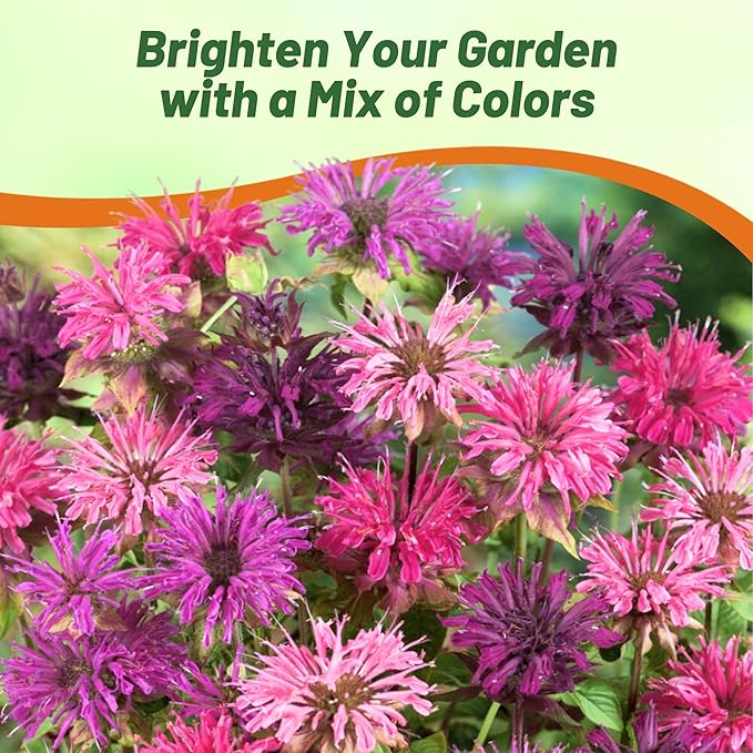 Outsidepride Bee Balm Mix Seeds - 500 Pcs Perennial, Easy to Grow & Pollinator Friendly Monarda Didyma Flower Seeds for Planting Mint Scented Leaves & Edible Blooms, Ideal for Teas & Potpourri