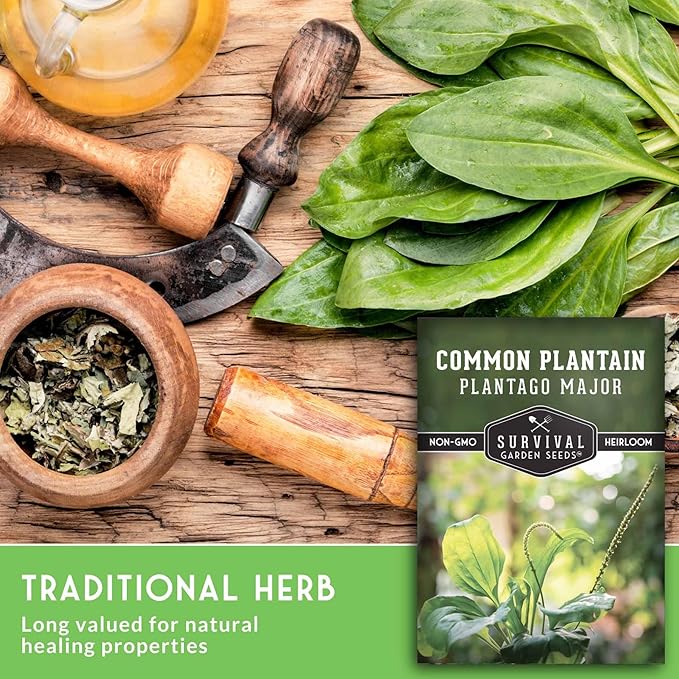 Plantain Seeds for Planting - Common Plantain (Plantago Major) Edible Broadleaf Medicinal Herb for Herbal Garden - Heirloom Non-GMO Open Pollinated - Survival Garden Seeds (1 Pack)