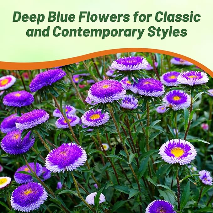 Outsidepride Tall Pompon Blue Moon Aster Seeds - 2000 Pcs. Annual, Hardy & Pollinator Friendly Flower Seeds for Planting Vibrant Disc-Shaped White-Blue Blooms, Ideal for Meadows & Aesthetic Gardens