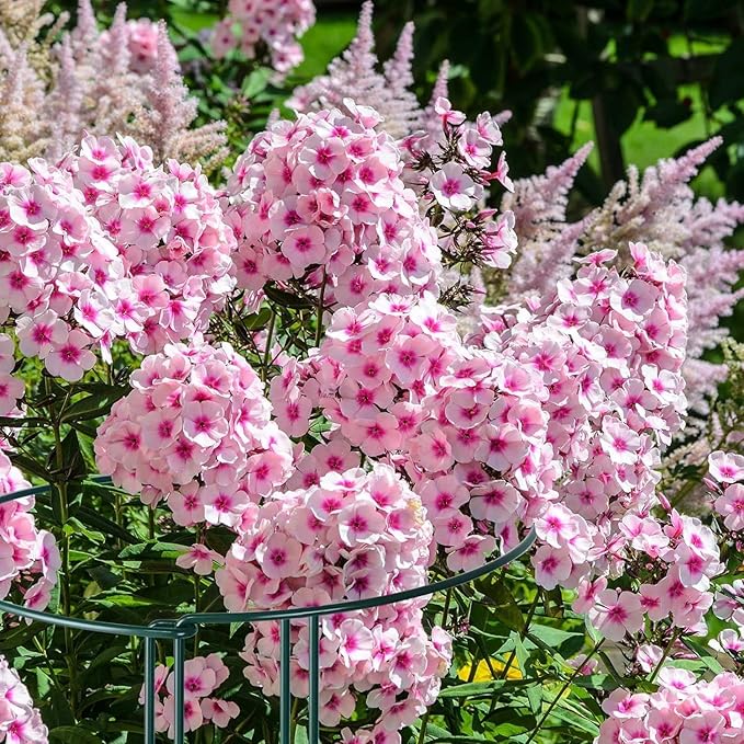 12 Pack 10" W x 32" H Plant Support Stakes, Large Peony Cages and Supports, Tall Peony Ring Supports, Garden Plant Stakes for Outdoor Plants, Rose, Tomato, Hydrangea, Flowers