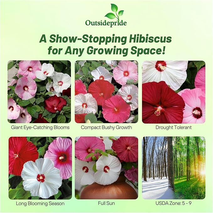 Outsidepride Luna Mix Hibiscus Seeds - 10 Pcs Perennial Flower Seeds for Planting Pollinator-Friendly, Large & Elegant Blooms with Dense Dark Green Foliage for Containers, Pots, & Garden Spaces
