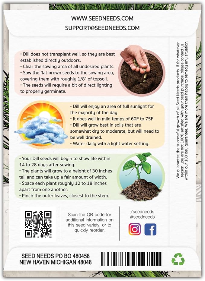 Seed Needs Dill Seeds for Planting Bouquet Herbs - Non-GMO Heirloom & Untreated Herb Seed to Plant a Home Grown Indoor/Outdoor Garden (1 Pack)