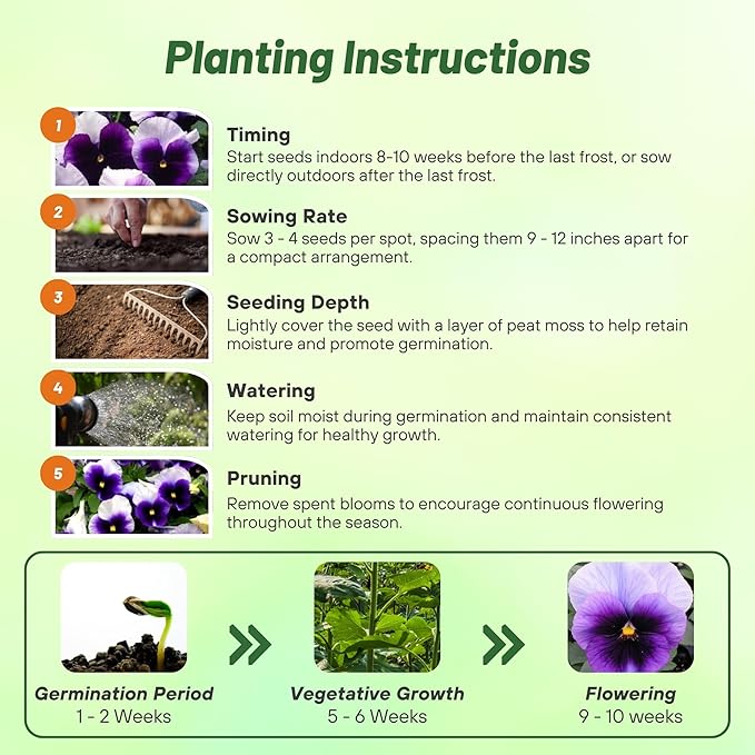 Outsidepride Purple & White Bicolor Beaconsfield Viola Pansy Seeds for Planting - 1,000 Pcs. Cold-Hardy & Pollinator Friendly Flowers with Fragrant Blooms for Garden Beds, Borders & Container Displays