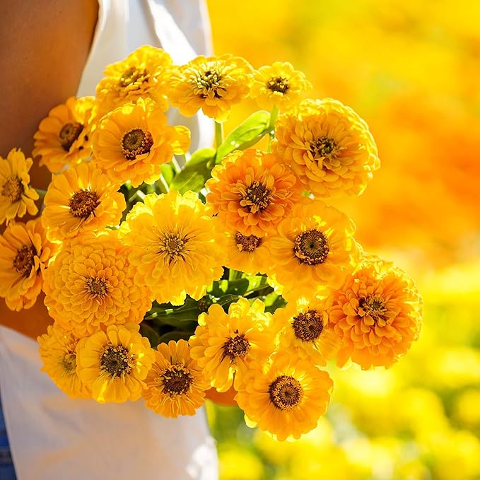 Eden Brothers Zinnia Seeds - Canary Bird, Non-GMO Seeds for Planting, Packet | Low-Maintenance Flower Seeds, Plant During Spring, Zones 3, 4, 5, 6, 7, 8, 9, 10