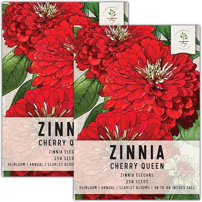 Seed Needs, Cherry Queen Zinnia Seeds - 250 Heirloom Seeds for Planting Zinnia elegans - Attracts Butterflies & Pollinators, Great Cut Flowers (2 Packs)