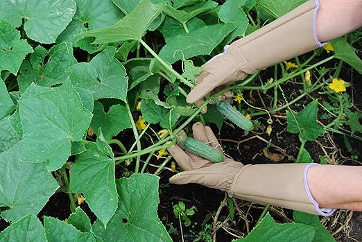 Magid Glove & Safety Professional Rose Pruning Thorn Resistant Gardening Gloves with Long Forearm Protection for Women (BE195TM) - Puncture Resistant, Medium (1 Pair), Brown & Purple