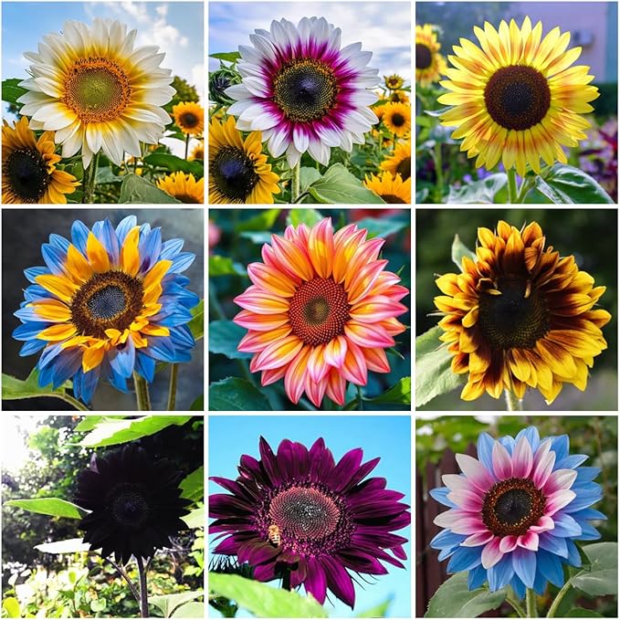 100+ Rare Sunflower Seeds for Planting Outdoor-Exotic Sunflower Seeds-Sun Flower Seed Non-GMO Heirloom Blooms in Home Garden