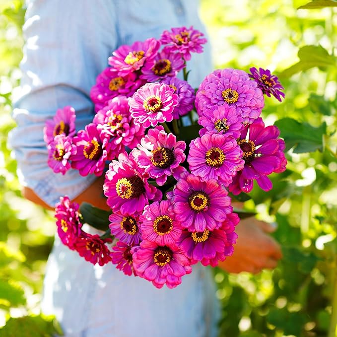 Eden Brothers Zinnia Seeds - Violet Queen, Non-GMO Seeds for Planting, 1 oz | Low-Maintenance Flower Seeds, Plant During Spring, Zones 3, 4, 5, 6, 7, 8, 9, 10