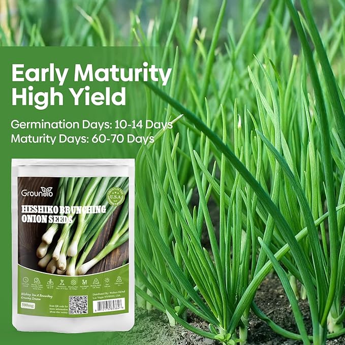 Heshiko Bunching Green Onion Seeds - Non-GMO Heirloom Seeds for Planting Indoor Containers or Outdoor Garden, Instructions Included