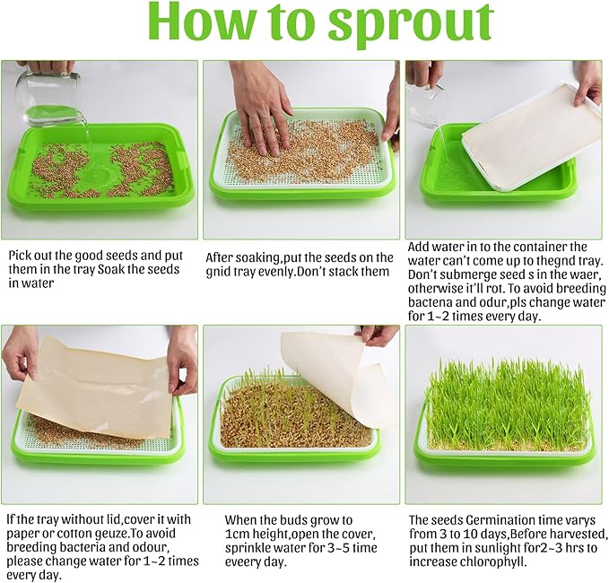 Pack of 6 Microgreens Growing Kit, Microgreen Trays for Seed Sprouter, Sprouting Tray with Lid for Growing Fresh Sprouts, Wheat-Grass, Alfalfa Seed Germination (Microgreens Growing Kit)
