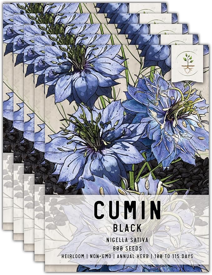 Seed Needs, Black Cumin Seeds - 800 Heirloom Seeds for Planting Nigella sativa - Non-GMO & Untreated Medicinal Herb for Asthma, Headaches, Inflammation (5 Packs)