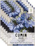 Seed Needs, Black Cumin Seeds - 800 Heirloom Seeds for Planting Nigella sativa - Non-GMO & Untreated Medicinal Herb for Asthma, Headaches, Inflammation (5 Packs)