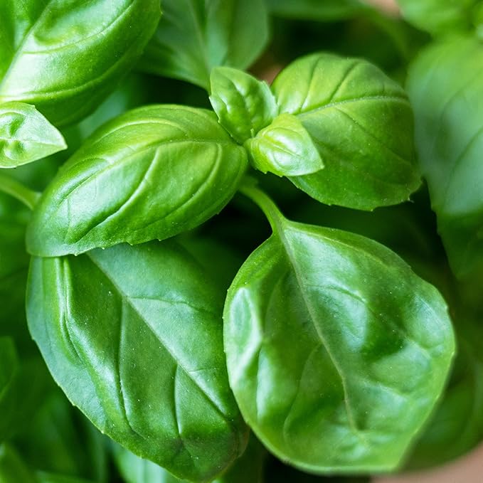 Seed Needs Genovese Basil/Lemon Basil Seeds for Planting Fresh Kitchen Herbs - Non-GMO Heirloom & Untreated Annual Herb Seed to Plant a Culinary Garden Indoors or Outdoors
