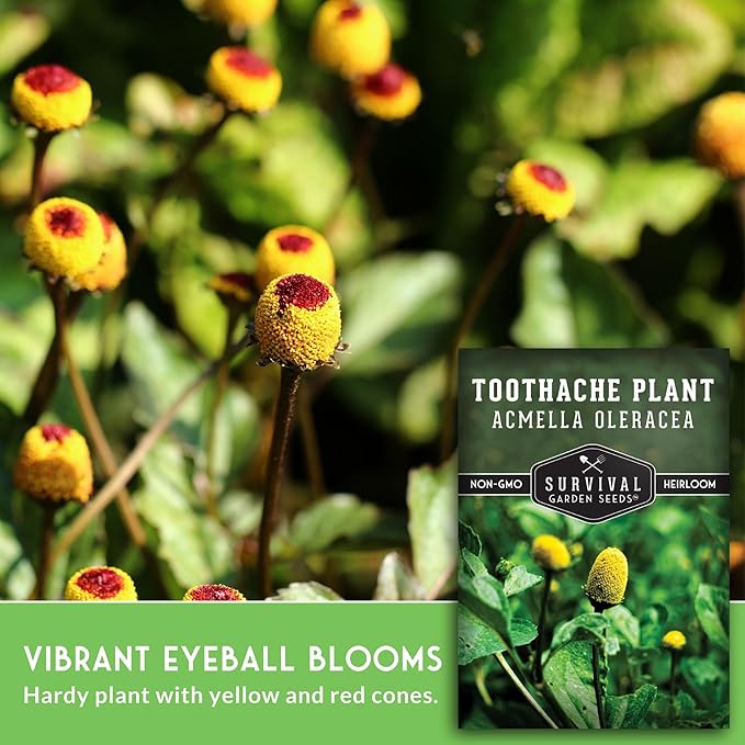 Toothache Plant Seeds for Planting - Acmella Oleracea Spilanthes Buzz Button Electric Daisy Medicinal Herb & Edible Flower - Heirloom Non-GMO Open Pollinated - Survival Garden Seeds (1 Pack)