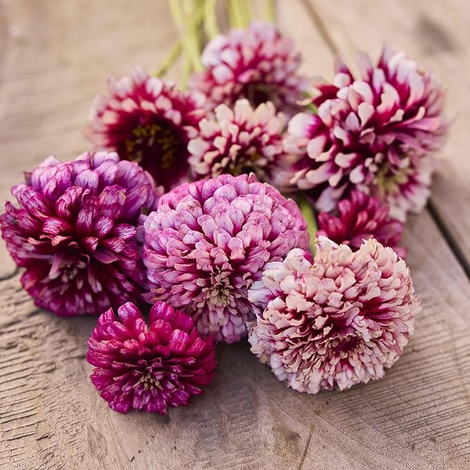 Eden Brothers Zinnia Seeds - Mazurkia