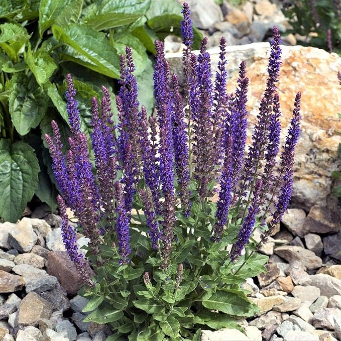 SAVOIR 100PCS Seeds May Night Blue Salvia Meadow Sage Organic Ornamental Perennial Flowers Seed Planting Outdoors Garden