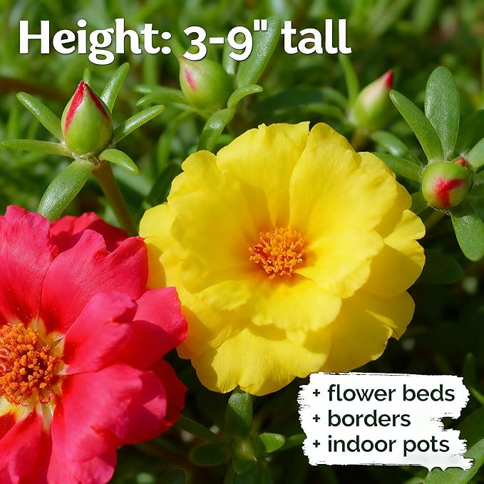 Mixed Color Portulaca Grandiflora Seeds, 20000 Double Moss Rose Seeds for Planting, Heirloom Ground Cover - Purslane Flower Seed for Outside, Beds, Yards, Flower Garden