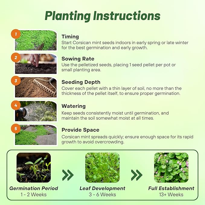 Outsidepride Mentha Corsican Mini Mint Seeds for Planting - 25 Pcs Pellets Perennial Drought-Tolerant Creeping Ground Cover Seeds for Lush, Aromatic Gardens, Ideal for Low-Maintenance Landscaping