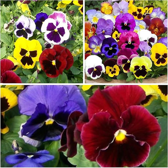 Seed Needs, Swiss Giants Pansy Seeds - 600 Heirloom Seeds for Planting Viola wittrockiana - Annual Edible Flowers that Attract Butterflies & Other Pollinators (2 Packs)
